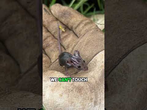 Rescuing an Adorable Baby Mouse from Danger