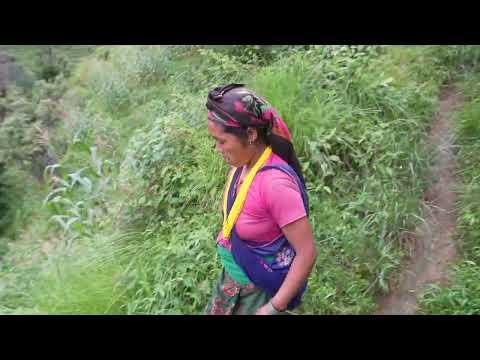 Nepali village || Cutting grass in the village