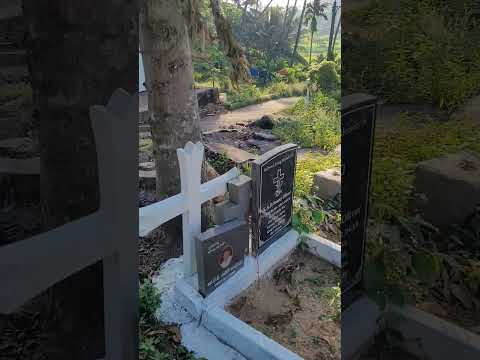 Dog sits on the owner's grave every day, Must see,    #dog #dogs