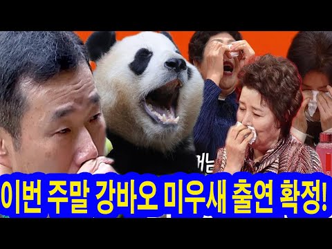 이번 주말 강바오 미우새 출연 확정! 엄마들은 푸바오의 공개한적이 없는 사진들 보고 경악! "왜 이렇게 살아?" 수백만 명의 팬들을 울린 사연! 강바오의 한마디에 엄마들 폭풍오열.