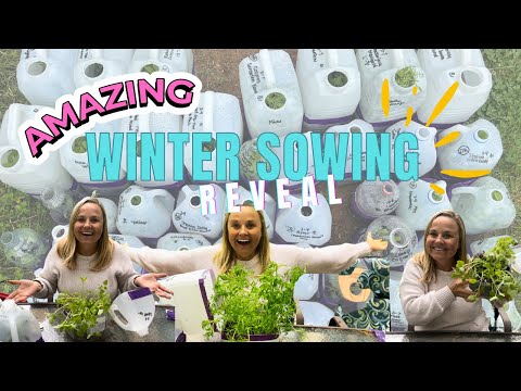 EPIC RESULTS You Have To See To Believe | winter sowing 2024