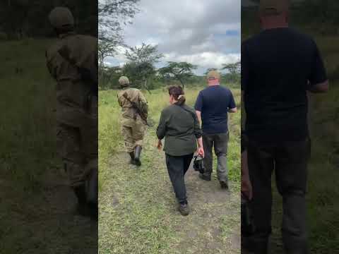 walking safari #MburoNationalPark  #WildlifeEncounter #SafariAdventure #ExploreUganda #DiscoverAfric