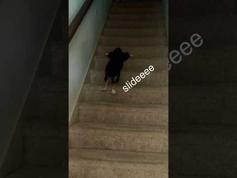 how our crazy shiba comes down the stairs #shibainu #dogshorts