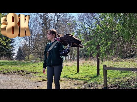 Blair Drummond Safari Park - Stunning 8K Footage of a Bird of Prey Flying