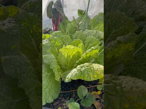 Grab some Napa cabbage for dinner and made some stir-fried noodles with it. #backyardgardening