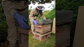 I Started Beekeeping!