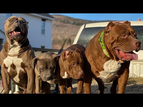 Puppy clones of their dads Hulk and Kong