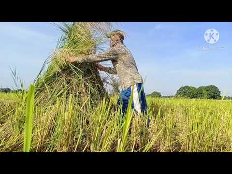 Bird hunting PH ep21