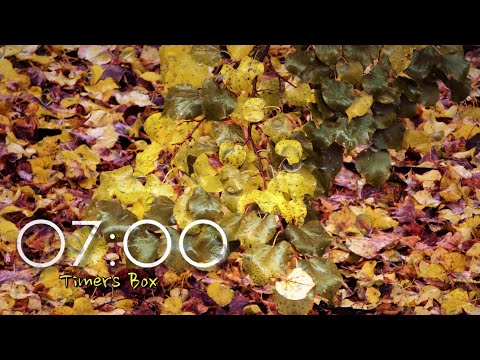 7 Minute Timer with Soothing Autumn Rain 🍂 Relaxation, Focus, Sleep | #AutumnRainTimer #RainSounds