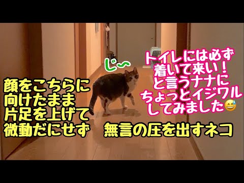 トイレには必ず一緒に着いて来い！と言わんばかりの圧をかけてくるネコ