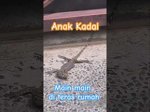 Anak kadal cari teman bermain...! #biawak #kadal #bermain #lucu #satwa #happy #shortvideo