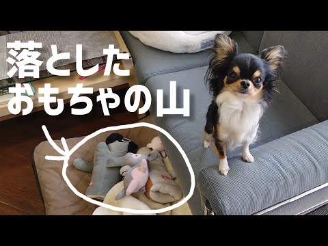 遊んでアピールが強めのチワワ！おもちゃを落とし過ぎ＆外まで運ぶ