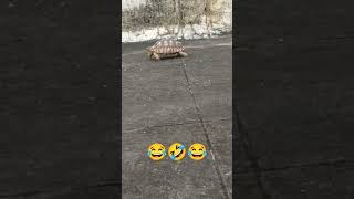 #lucky #fenshui #lucky_zodiac #turtle #tortoise #water #sea