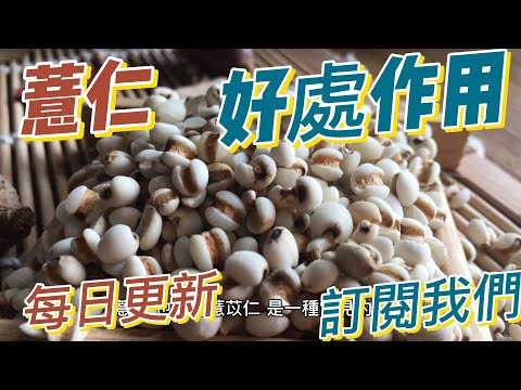 EP151 薏仁的 Job's tears 好處與作用 利尿排毒 改善皮膚問題健康  養生 天然 食