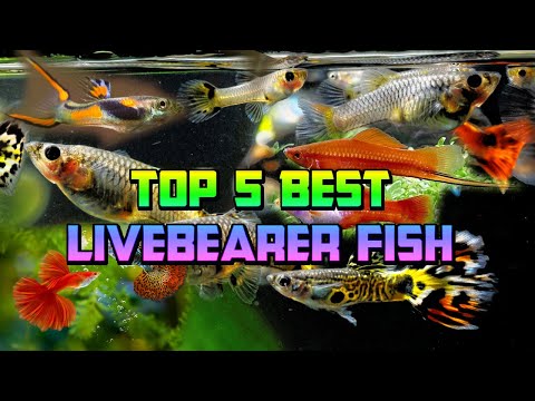 Top 5 Best Livebearer Fish for a Freshwater Aquarium