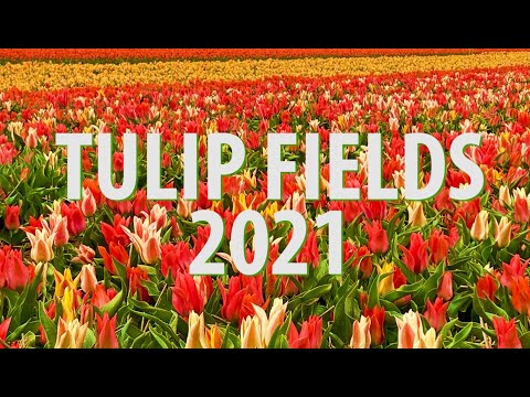 Tulip Fields Amsterdam 2021 Noord Holland