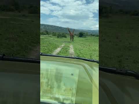 Game Drive in Akagera National Park  #AkageraNationalPark #GameDriveAdventure #GiraffeSighting