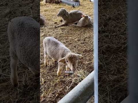 La Bergerie Nationale de Rambouillet #cuteanimals #animals #paris #paristravel #creatriceugc