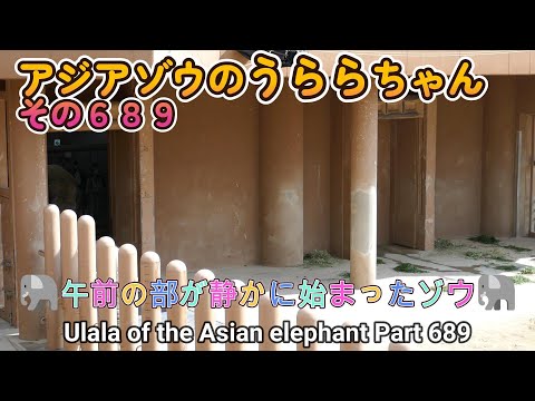 アジアゾウのうららちゃん（６８９）🐘午前の部が静かに始まったゾウ🐘（東山動植物園）Ulala of the Asian elephant Part 689