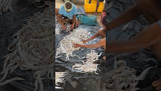 A lot of small Sea Fish | Talsari |near Digha | Odisha | India