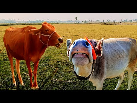 Beautiful cow eating grass | cow video | cow video for kids