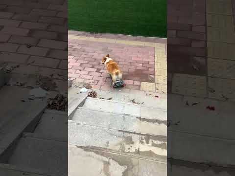 #corgi can deal with many kinds of stairs! #skateboardingdog