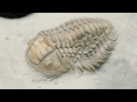 Finding Trilobites on Anticosti Island