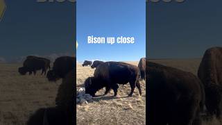 so majestic #nationalgeographic #bison #wildlife #animals #wildlifevideo #wildanimals #wildanimal