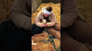 Sleepy baby horse has the zoomies #babyanimals #equestrianculture #fillyhorse #foalingseason #foal