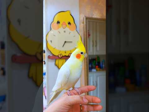 Cockatiels Craze 🥰 #cockatiel #birdscharm