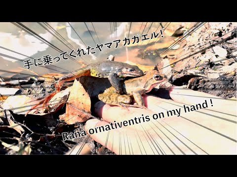 【里山のいきもの】ヤマアカガエルの産卵/Rana ornativentris spawning