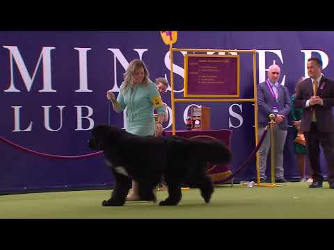 Newfoundlands | Breed Judging 2024