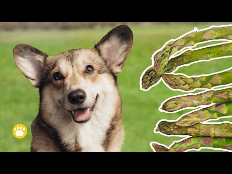 Should Dogs Eat Asparagus? 6 Things to Know