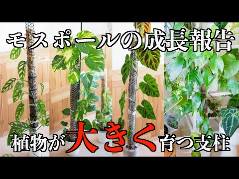 【モスポール】植物を大きく育てる水苔支柱｜モンステラ｜ポトス｜フィロデンドロン【観葉植物】