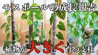 【モスポール】植物を大きく育てる水苔支柱｜モンステラ｜ポトス｜フィロデンドロン【観葉植物】