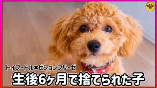 人気のミックス犬は初心者には難しい理由を説明します