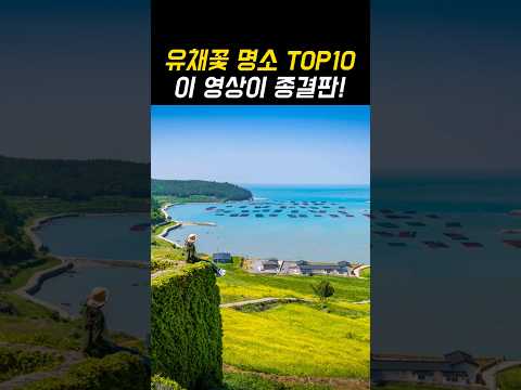 3월 여행지 추천 유채꽃 명소 종결판 TOP10