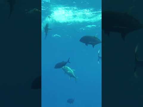 Giant Trevally in New Caledonia, Crazy Action! #gianttrevally #topwater #fishing #ultimatefishing