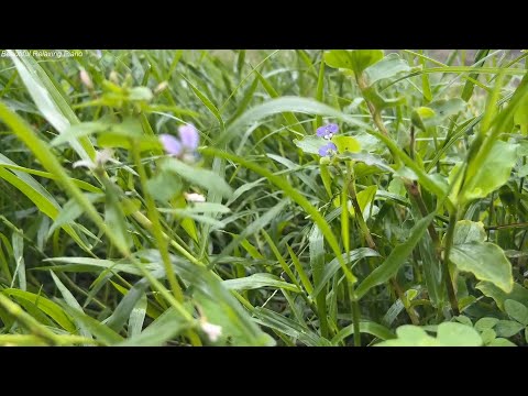 지친 마음을 달래주는 음악 🌲하루10분 만병을 치료 해주는 힐링 명상 기치료 음악 및 영상 - 아침음악, 힐링음악, 명상음악, 스트레스해소음악