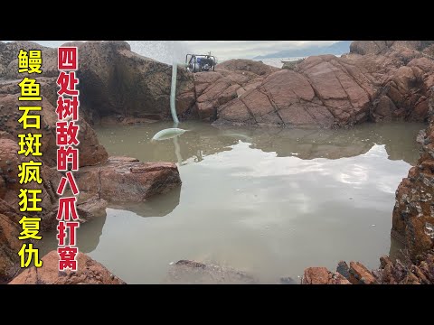 【阿向趕海】4斤保羅打窩 鰻魚石斑魚聞訊而來 魚群結伴湧入水坑 大賣2200