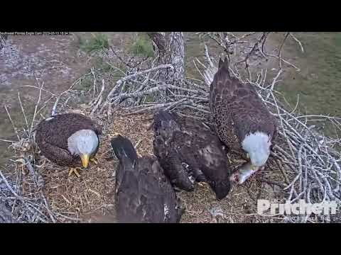 Intruder Eagle Lands in the Nest as M Delivers a Fish - Tense Moments!