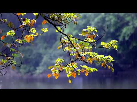 🔴 Soothing Rain Sounds For Sleep No Thunder, Rain Sound Video (Nature Quest)