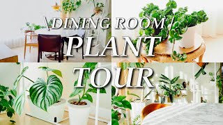 【Plant Tour】ダイニングの観葉植物紹介｜都会のマンションで植物と暮らす｜サトイモ科アロイド中心【ダイニング編】