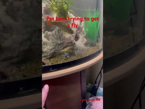 Our pet bass was trying to eat a fly #fishing #bass #aquarium #fishtank #fishnfunoutdoors