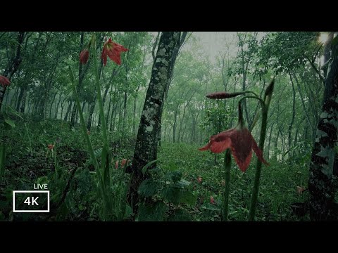 Immerse in the Nature's  Symphony ; Rainstorm Sounds for  Focus or Deep Sleep | Nature White Noise