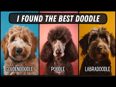 Do you REALLY want a Poodle? (Goldendoodle vs Labradoodle vs Poodle)