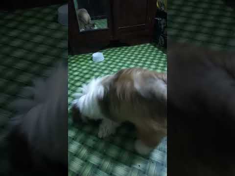 Magulo pa sa magulo #youtubeshorts #shortsvideo #doglover #shitzu #dogsbestfriend #dog #fypシ