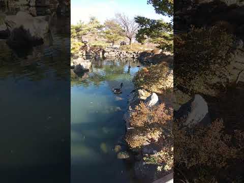 あがたの森公園の池（長野県松本市）2023.12