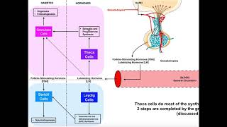 Specific Hormones | Functions of FSH and LH [Gonadotropins]