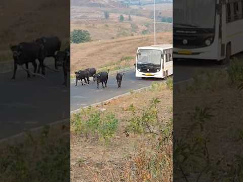 Buffalo vs bus 🚍comedy 😂😅#shorts#yt#funny#traffic